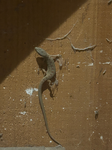 iNaturalist observation photo of Southern Alligator Lizard