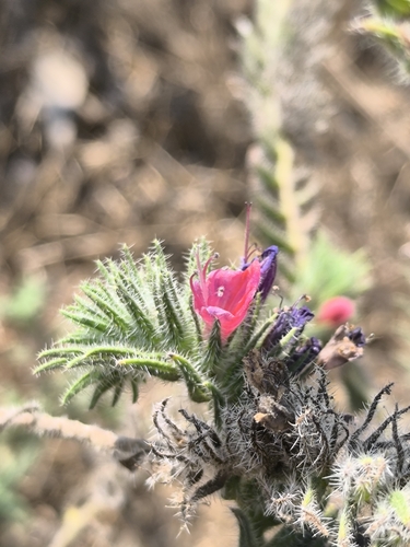 Echium angustifolium, photograph 5