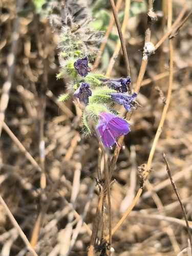 Echium angustifolium, photograph 6
