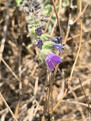 Echium angustifolium, photograph (c) Umut Nuri Erdoğan, some rights reserved (CC BY)