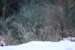 Penstemon grinnellii, photograph author not stated, no rights reserved