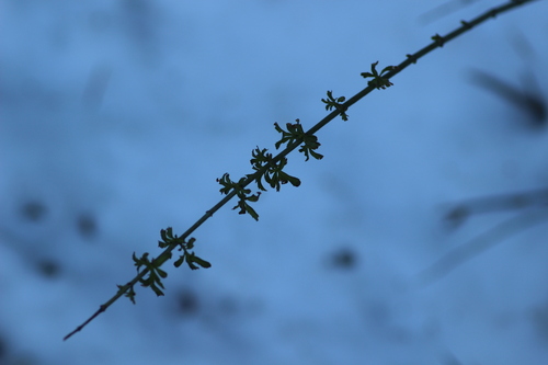 Keckiella ternata, photograph 6