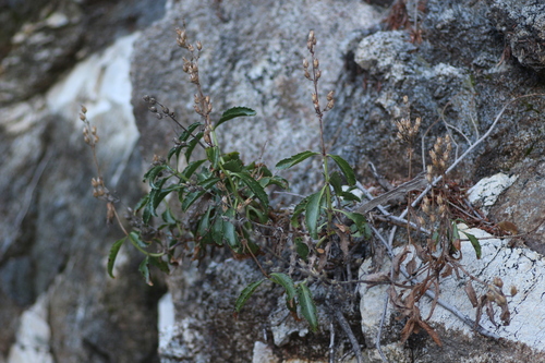 Penstemon grinnellii