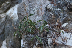 Penstemon grinnellii