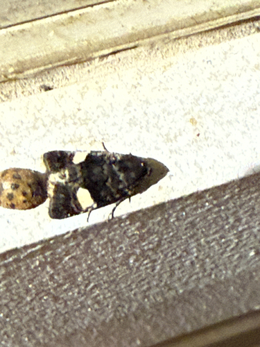 Four-spotted Moth