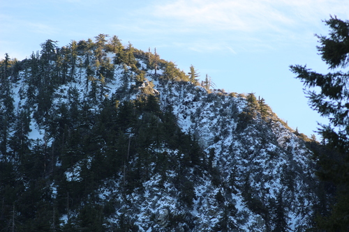 Pseudotsuga macrocarpa, photograph 6