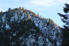 Pseudotsuga macrocarpa, photograph author not stated, no rights reserved