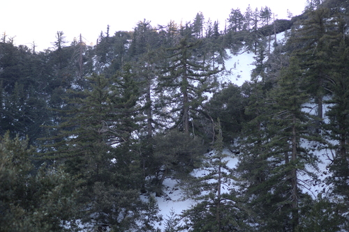 Pseudotsuga macrocarpa, photograph 5