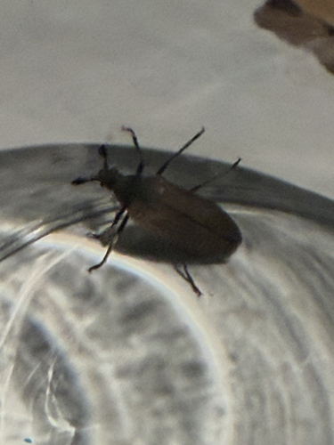 iNaturalist observation photo of Sandalus californicus