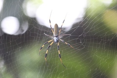 Trichonephila clavipes