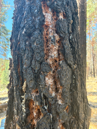 iNaturalist observation photo of Woodpeckers