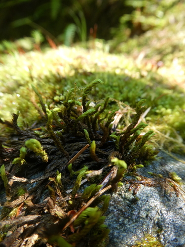 Frisvollia varia observed 2026-08-05