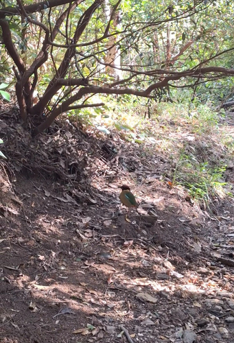 Noisy Pitta