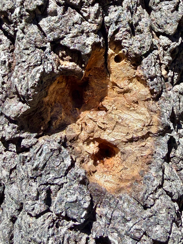 iNaturalist observation photo of Woodpeckers