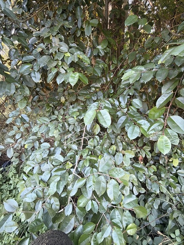 Satinleaf