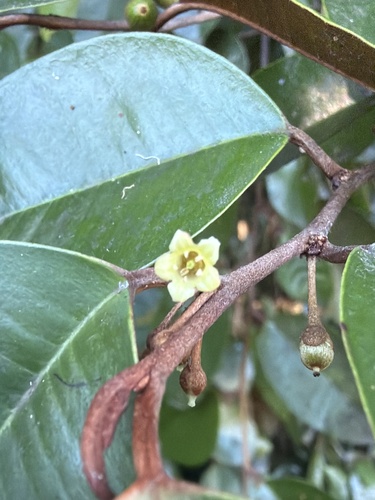 Chrysophyllum oliviforme, photograph 4