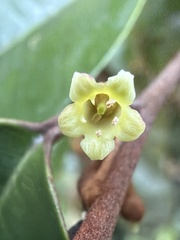 Chrysophyllum oliviforme, photograph (c) Martin Hannan-Jones, some rights reserved (CC BY)