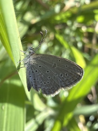 Tiny Grass Blue