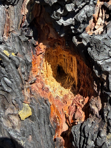 iNaturalist observation photo of Woodpeckers