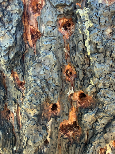 iNaturalist observation photo of Woodpeckers