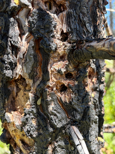 iNaturalist observation photo of Woodpeckers