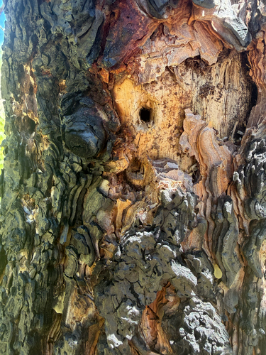 iNaturalist observation photo of Woodpeckers