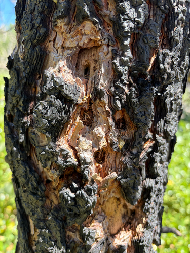 iNaturalist observation photo of Woodpeckers