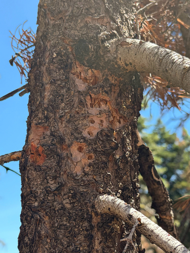iNaturalist observation photo of Woodpeckers