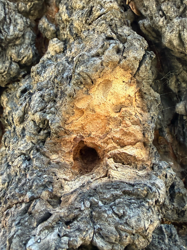 iNaturalist observation photo of Woodpeckers
