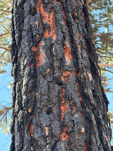 iNaturalist observation photo of Woodpeckers