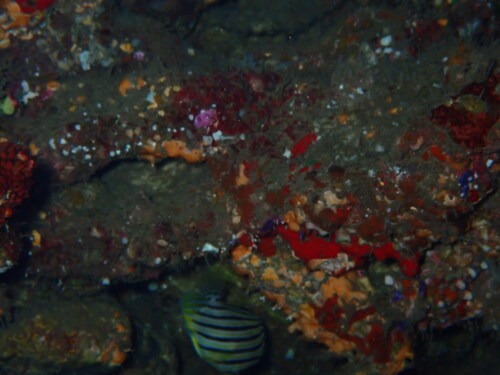 Paracentropyge multifasciata observed 2026-08-09