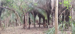 Attalea phalerata, photograph (c) Vinicius Gerolin Ceballos, some rights reserved (CC BY)