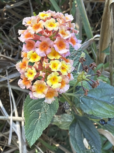 common lantana