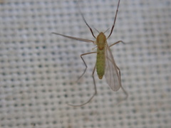 Chironomidae