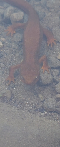 Rough-skinned Newt observed by leaf_it_better