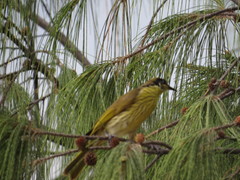 Gavicalis versicolor