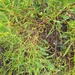 Acacia cyclops