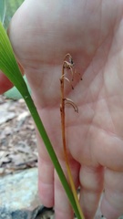 Convallaria pseudomajalis