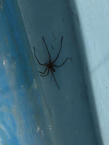 Pantropical Huntsman Spider