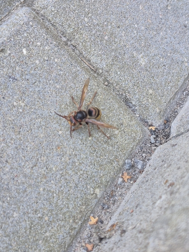 European Hornet
