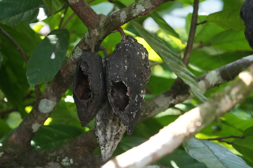 cacao tree