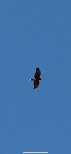 iNaturalist observation photo of Red-tailed Hawk