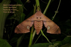 Daphnusa ocellaris