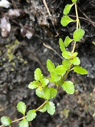 Veronica lyallii observed 2026-08-08