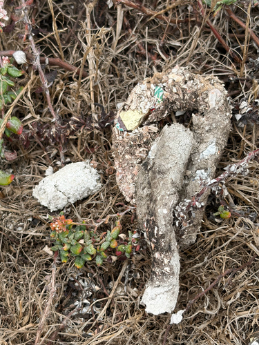 iNaturalist observation photo of Carnivorans