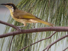 Gavicalis versicolor