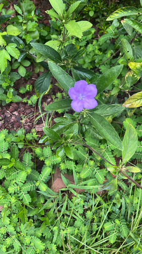 Carolina ruellia
