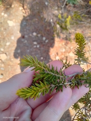 Erica multiflora, photograph (c) Carolyn Koehn, some rights reserved (CC BY)