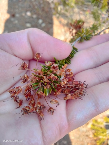 Erica multiflora, photograph 6
