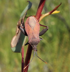 Amorbus bispinus